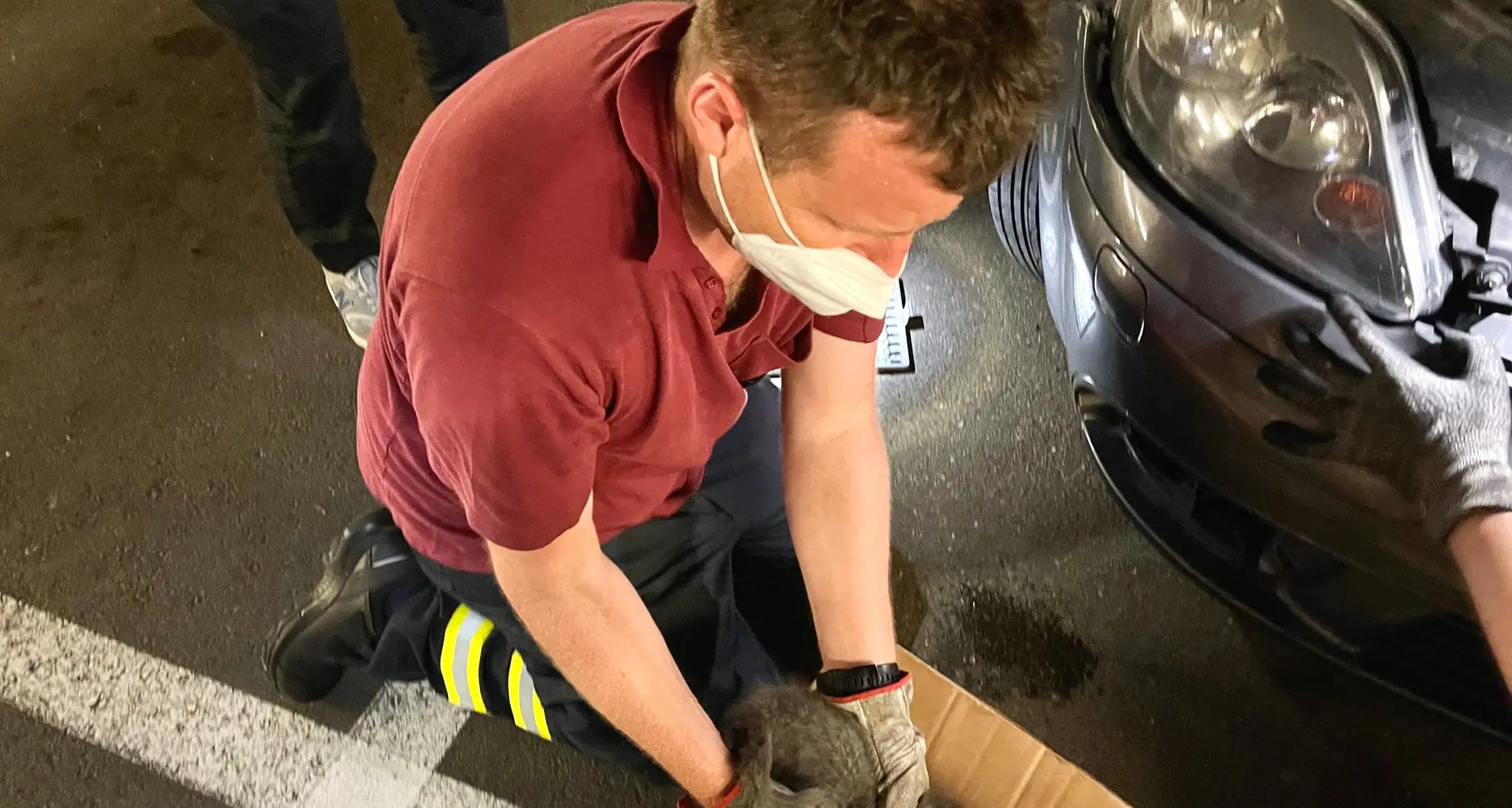 Bolzano, i pompieri salvano il gattino incastrato nel motore dell’auto