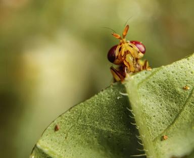 Prolungata del 25% la vita di animali, la chiave in un enzima