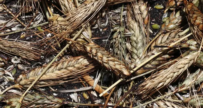 Italmopa, export farine frumento tenero +14,8% nel primo semestre, gli Usa trainano la crescita