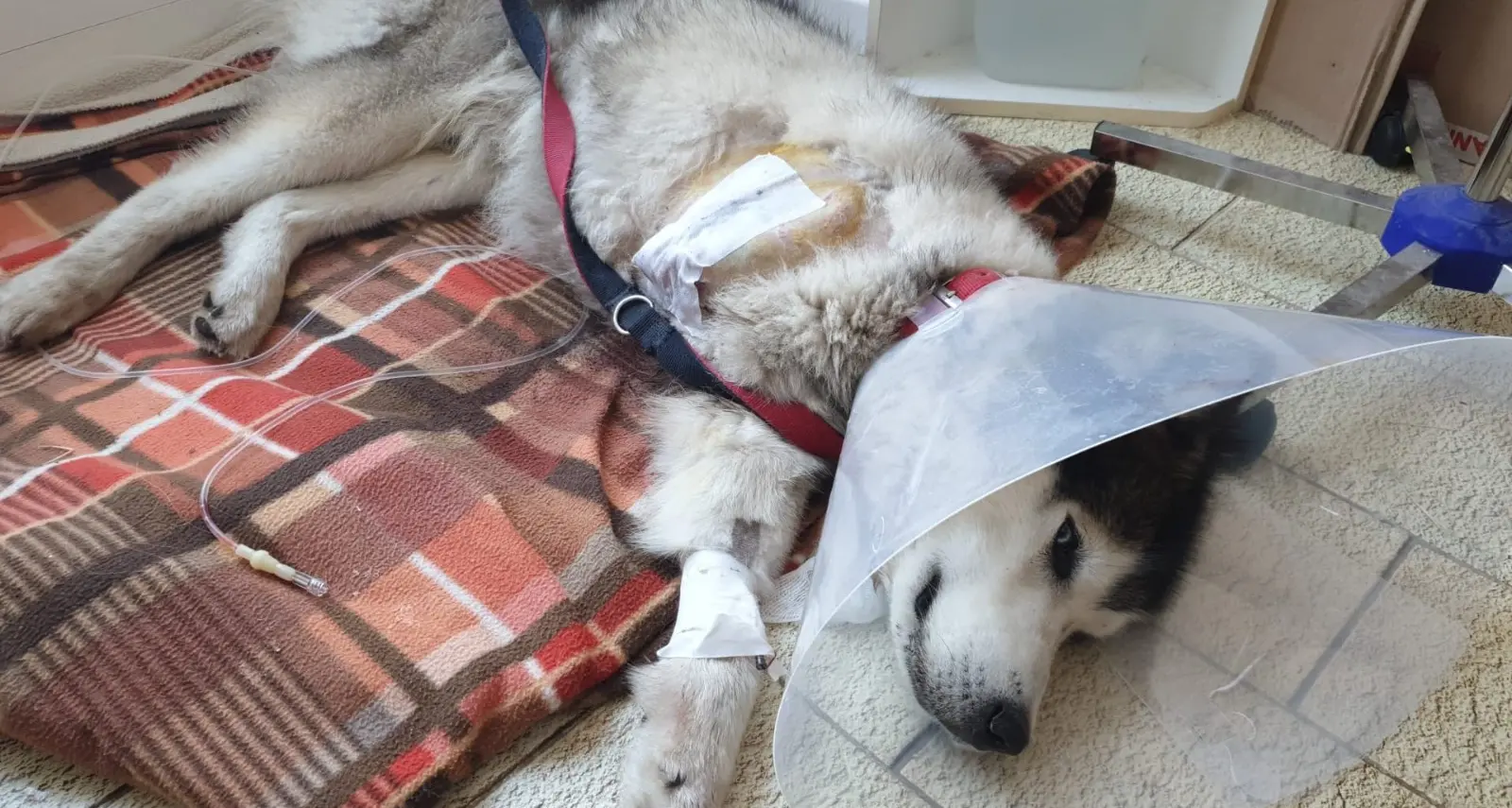 Ace, sopravvissuto alla trappola di un bracconiere: ma ha perso una zampa