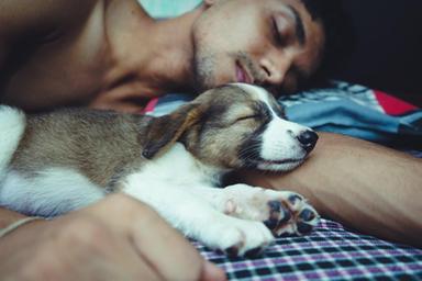 Dormire col proprio cane non compromette il sonno