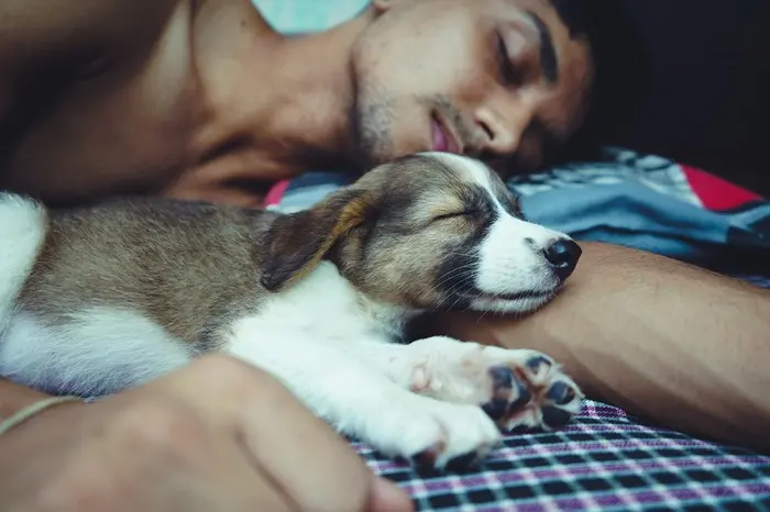 Dormire col proprio cane non compromette il sonno