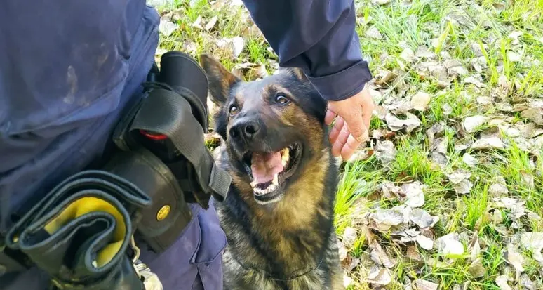 Controlli antidroga a Merano: due denunce per possesso di stupefacenti