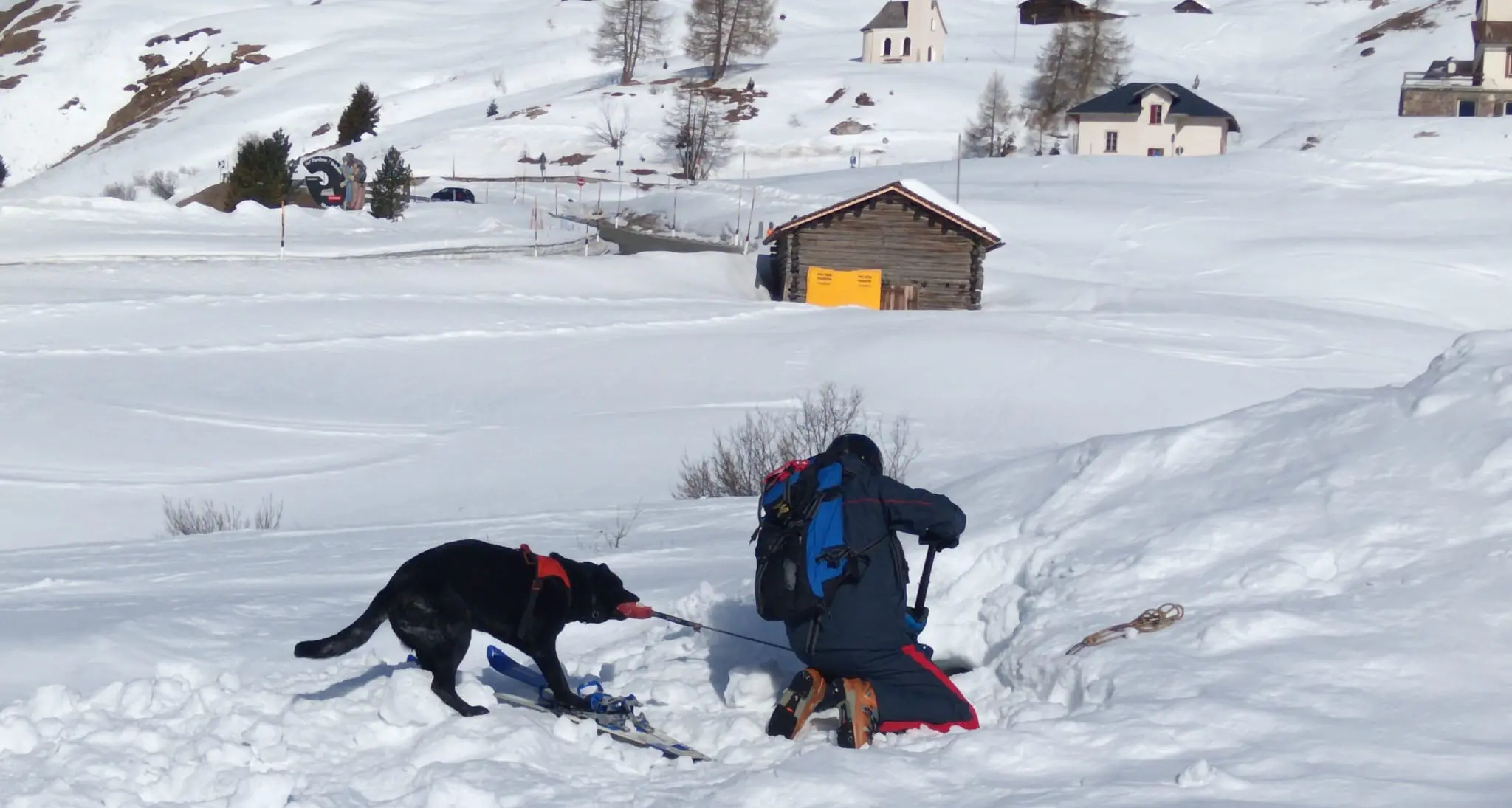 Zara e il suo conduttore superano l’esame per il soccorso in montagna