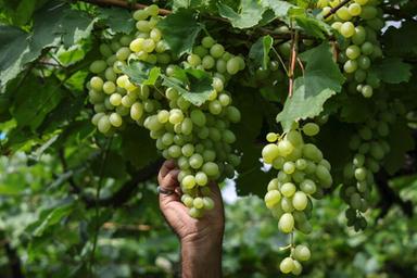 Vendemmia del prosecco, nel trevigiano si raccoglie ancora a mano
