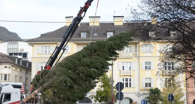 Montato l'albero di Natale in piazza Walther: un abete rosso di 19 metri donato dalla Provincia