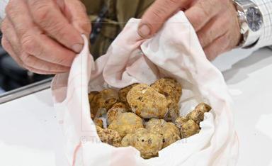 Parte la stagione del tartufo in Piemonte, 22 fiere e oltre 300 mila euro