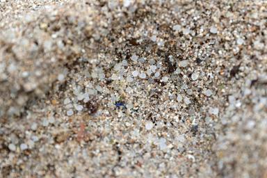 Microplastiche nella placenta e negli ovociti, 'studiare possibili effetti su salute'