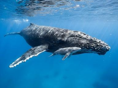 In un video il lutto di una megattera che veglia il suo cucciolo