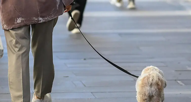 Fratelli d’Italia contro la proposta Svp della tassa sui cani in Alto Adige: «Non premia il senso civico, ma lo punisce»