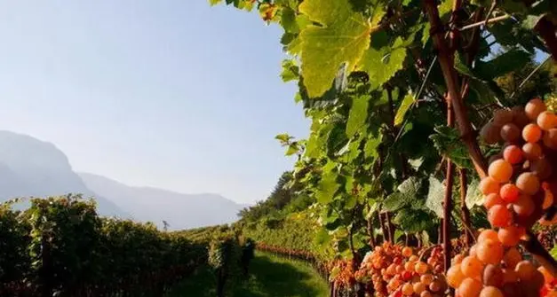Coop agricole altoatesine: fiducia per cantine sociali e frutticoltori, timori per le latterie