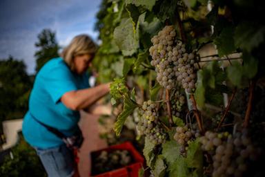 Coldiretti, serve patto con la ristorazione per rilanciare vino negli Usa