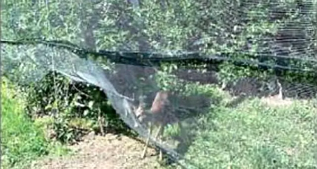 Impigliato in una rete antigrandinea Salorno, capriolo salvato dai vigili del fuoco