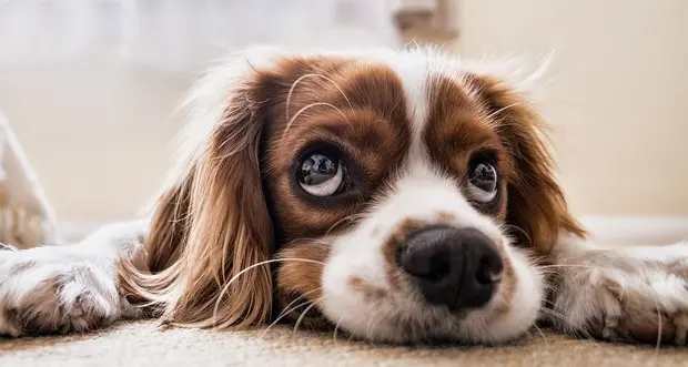Cani non registrati, i proprietari rischiano multe salate