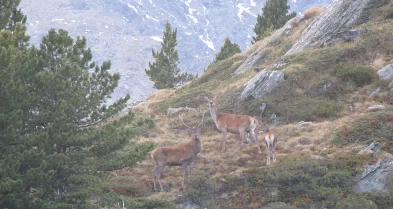 Cervi raddoppiati in vent’anni in Alto Adige: diecimila capi