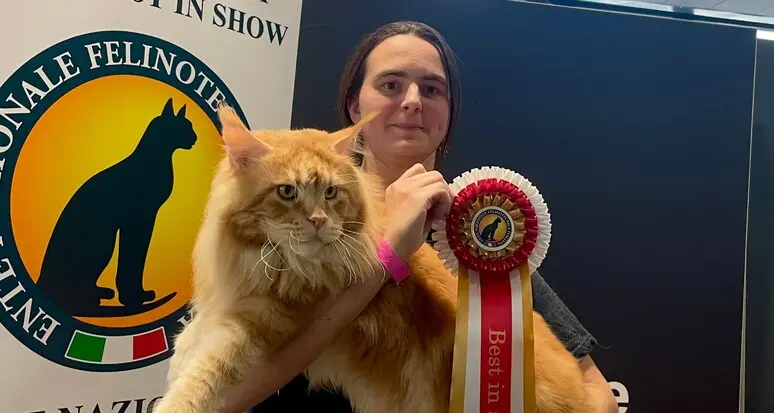 Il gatto più bello del mondo è l’austriaco Tornado, un Maine Coon specializzato in pet therapy
