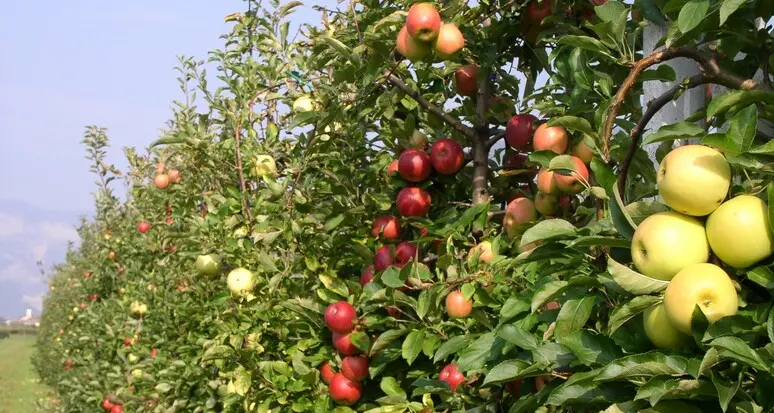 Produzione di mele: boom in Alto Adige: +16% rispetto al 2022