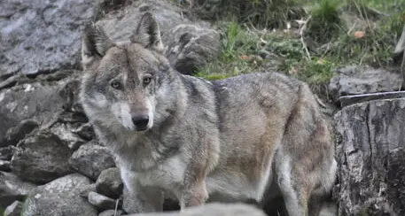 Lupi, in 5 anni il numero di animali predati in Alto Adige è quasi decuplicato