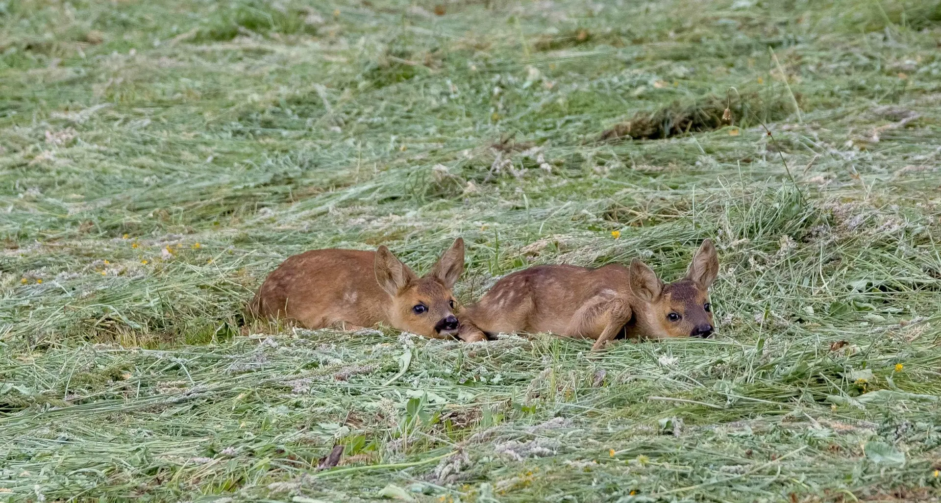 Caprioli, 1.500 piccoli salvati dalle falciatrici in Alto Adige grazie a droni e 730 volontari