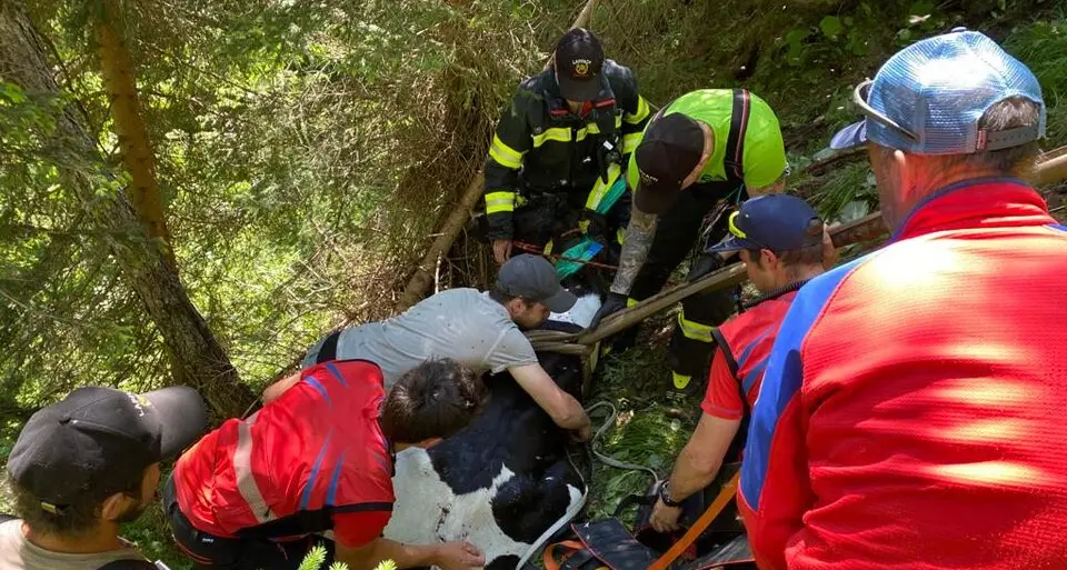 Vitello cade in un dirupo a Lappago, recuperato con l’elicottero
