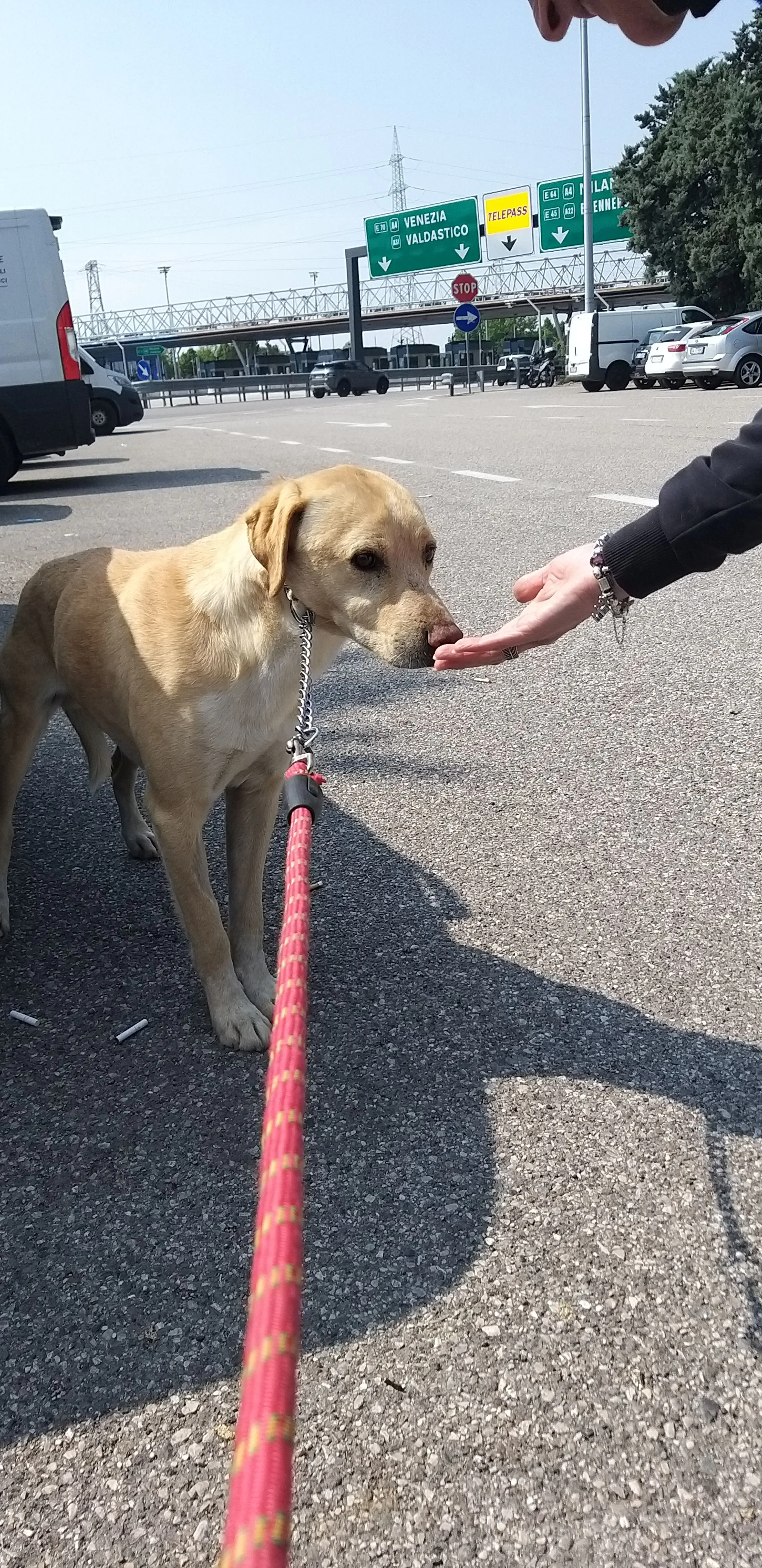 Bolzano, il cane Tommy non si trova più: l'appello ai cittadini