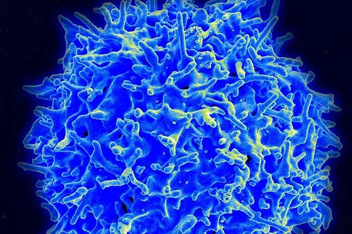 I supercentenari ricchi di cellule immunitarie anticancro
