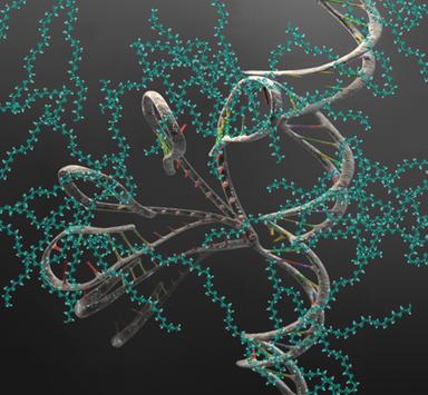 Dall'Rna una nuova speranza per molte malattie genetiche
