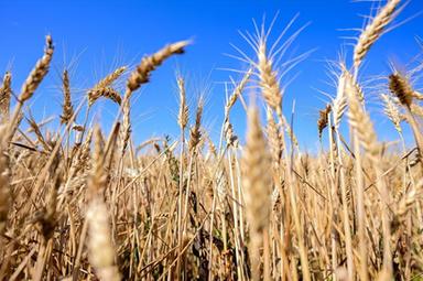 Coldiretti/Consorzio Birra italiana, siccità e maltempo frenano orzo italiano