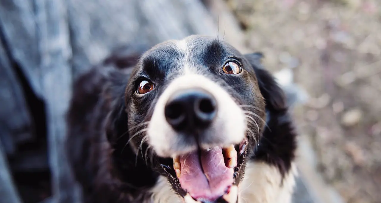 Cosa pensa un cane quando... I segnali e come comportarsi