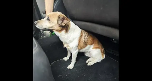 Cane smarrito “blocca” la statale a Ortisei: trovati i proprietari grazie al microchip