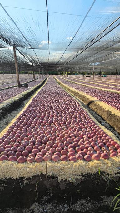Parte la raccolta della melannurca Igp, 'caldo forte ma qualità eccellente'