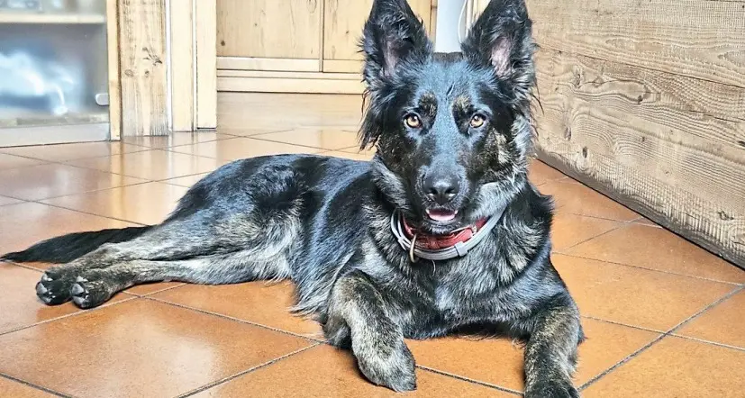 Termeno, investe e uccide un cane: la padrona lo trova e lo denuncia