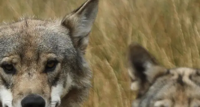 Pe: modificare lo status di specie protetta del lupo