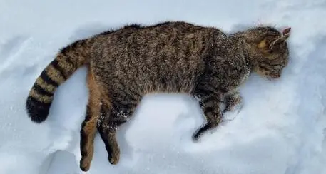 Investito un animale in Alta Pusteria: potrebbe essere un gatto selvatico