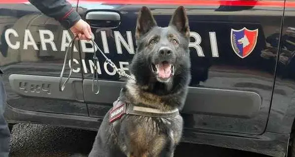 Il pastore tedesco Chip fiuta la droga, 30enne denunciato a Lagundo