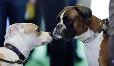 Cani e gatti a dieta, metà del petfood è 'free from', boom dei cibi ipocalorici (+6%)