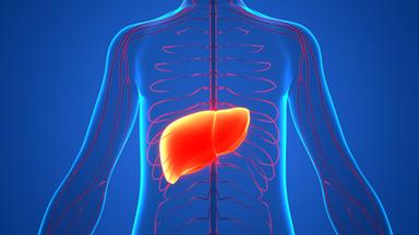 Il fegato grasso può diventare un pericolo, prevenzione e nuove cure