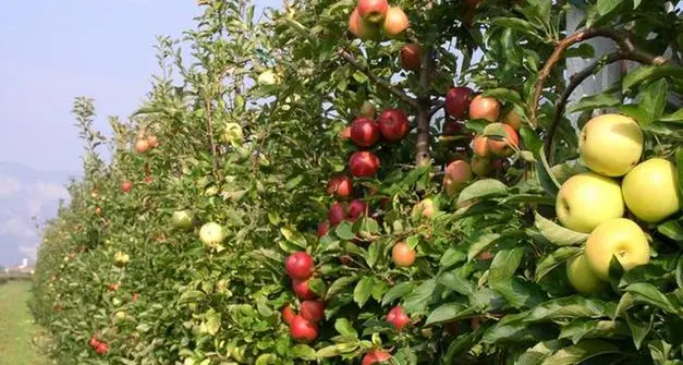 Allarme di Assomela: Covid, aumentano trasporti e imballaggi, agricoltori in difficoltà