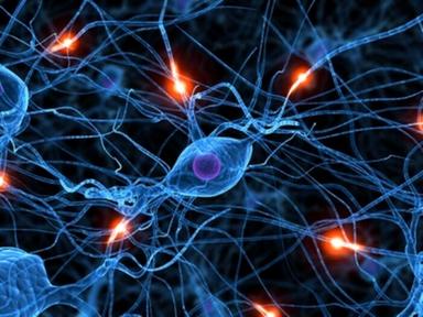 Cervello, nuova classificazione dei neuroni aiuta a capire l'apprendimento