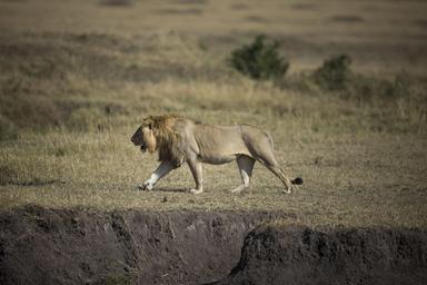 Tanzania, 'dieci leoni morti avvelenati nella riserva patrimonio Unesco'