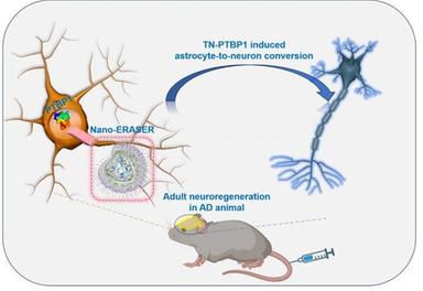 Alzheimer, nanoparticelle rigenerano nei topi i neuroni persi