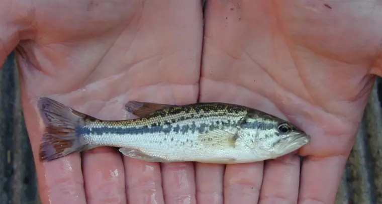 Pesca, il 1 marzo entra in vigore la nuova legge