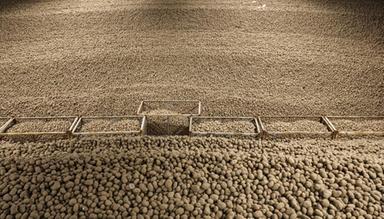 Giappone, allarme degli agricoltori per importazioni di patate Usa