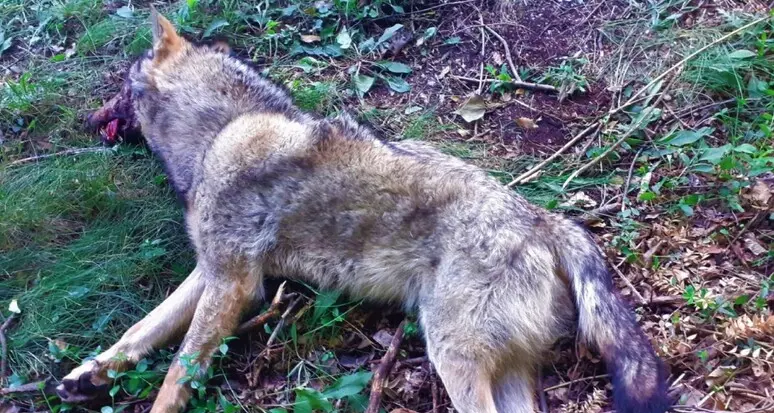 La carcassa di un lupo rinvenuta a San Vigilio di Marebbe