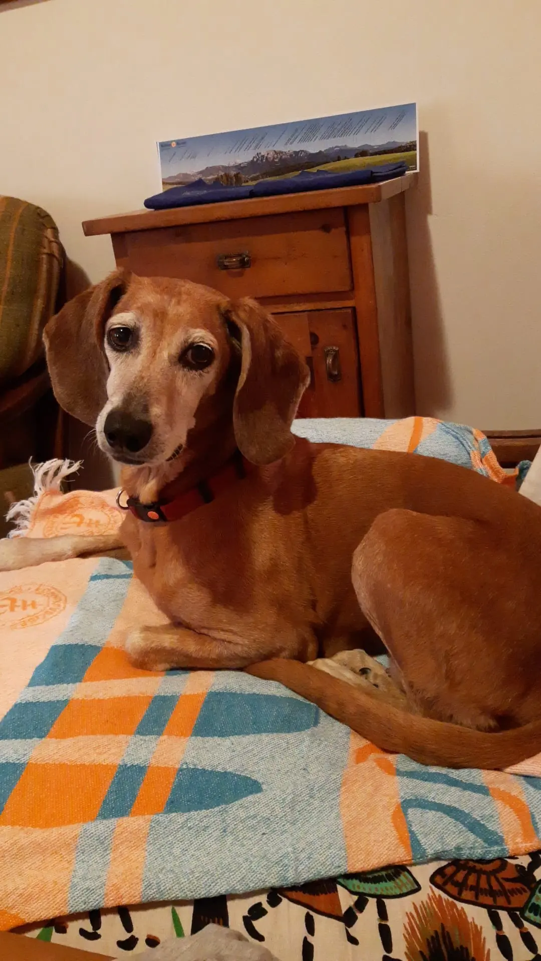 La cagnolina Kira è sparita sul Renon: i padroni chiedo aiuto