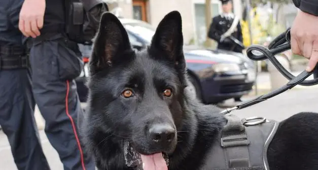 Merano, arrestato sudamericano con 370 grammi di cocaina