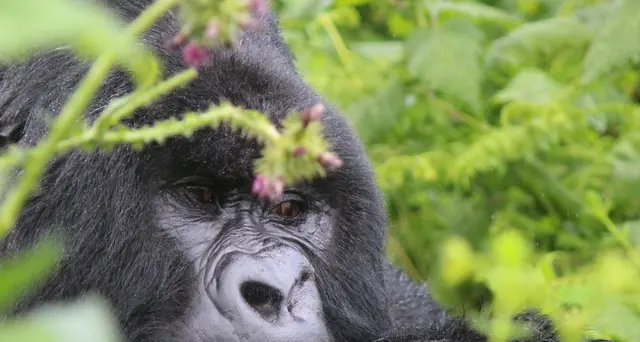 RdC: muore gorilla di montagna celebre per selfie con ranger