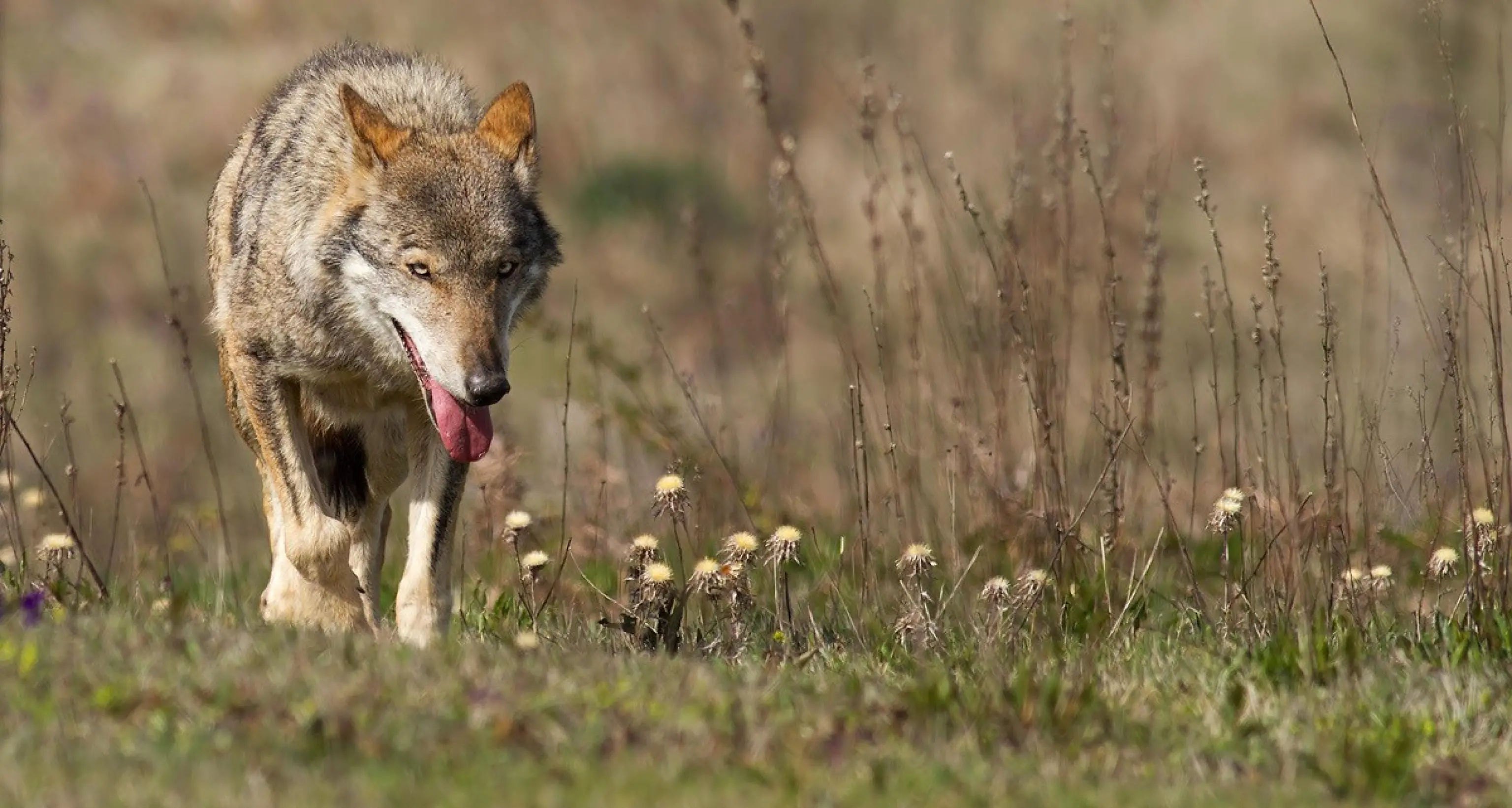Lupi: in consiglio provinciale a Bolzano i timori di chi vive e lavora in montagna