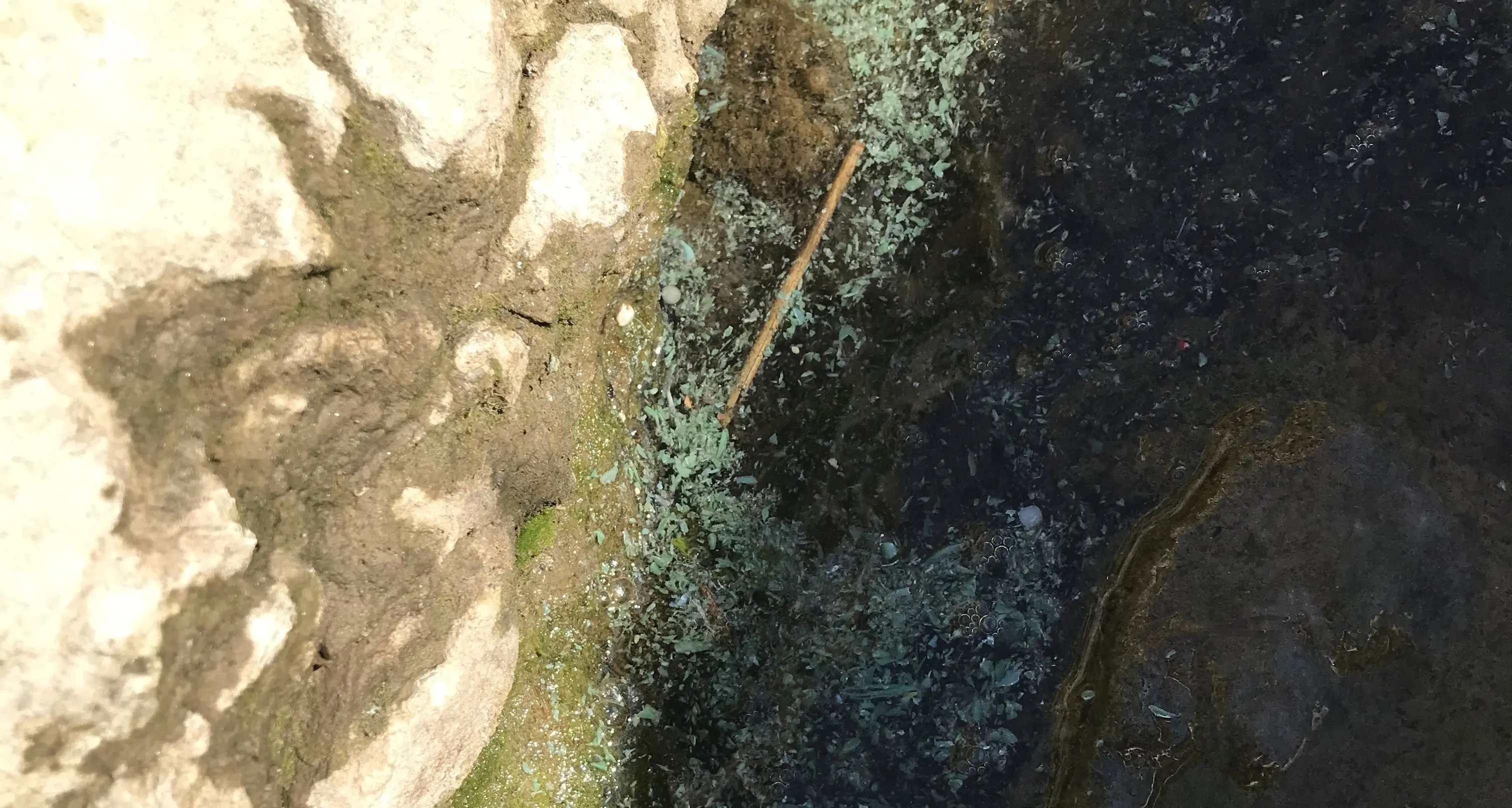 Microplastiche nell’Adige, i pescatori fanno scattare l'allarme