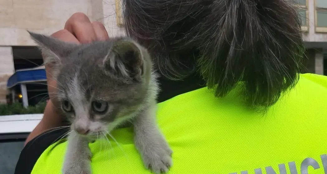 Il gattino resta intrappolato nell’auto: lo salvano i vigili urbani
